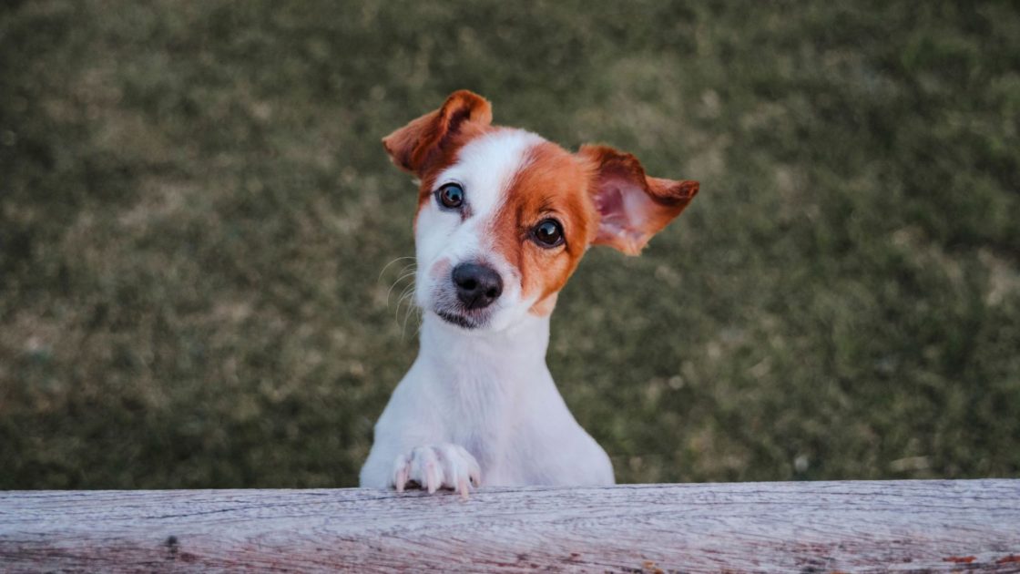 Pet Friendly Atholl Palace