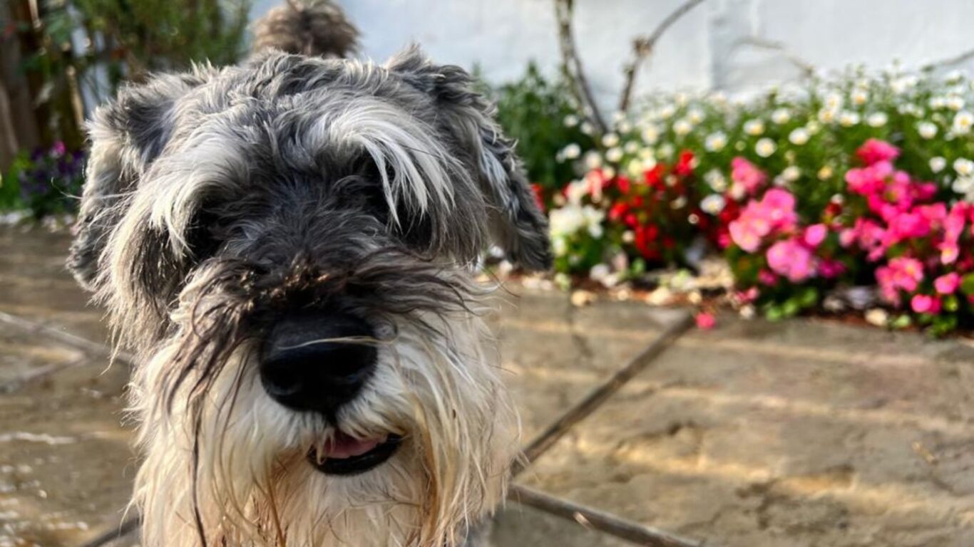 Dog Friendly Image Atholl Palace